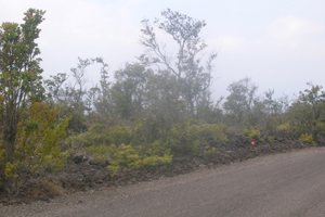 photo view