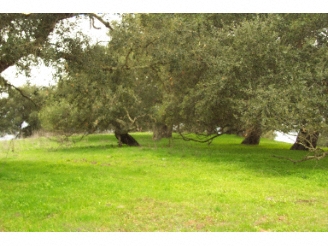 photo view